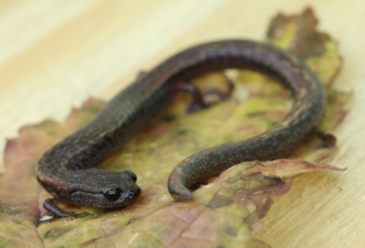 California Slender Salamander